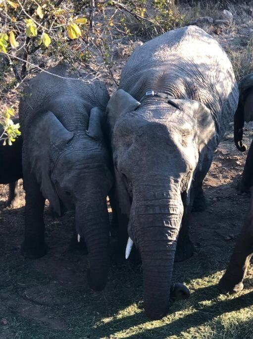 Boabab Lodge Mabula Game Reserve ภายนอก รูปภาพ