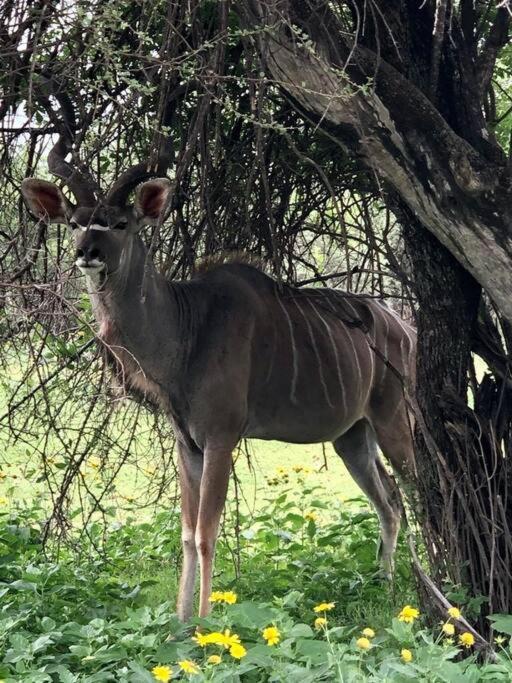 Boabab Lodge Mabula Game Reserve ภายนอก รูปภาพ