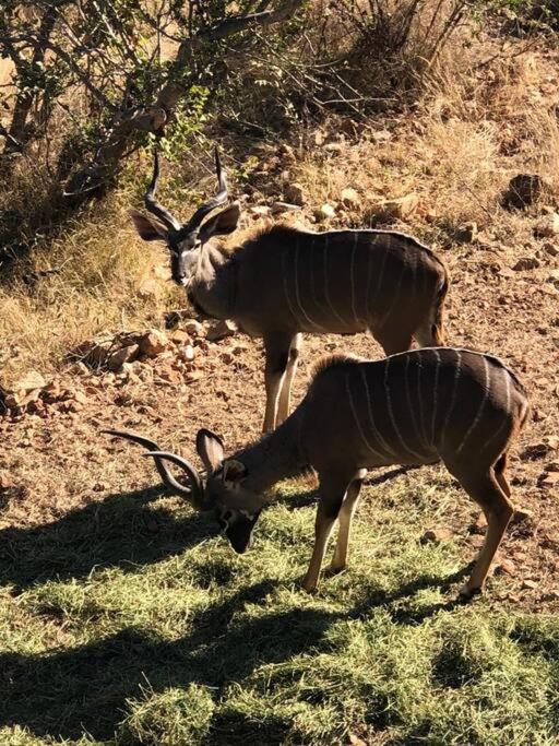 Boabab Lodge Mabula Game Reserve ภายนอก รูปภาพ